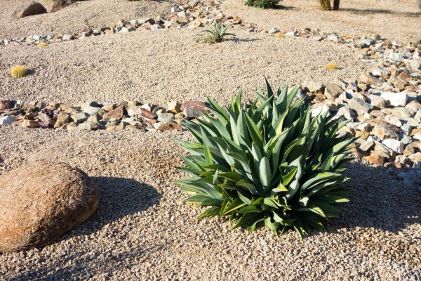 Xeriscaping Service in Laguna Niguel