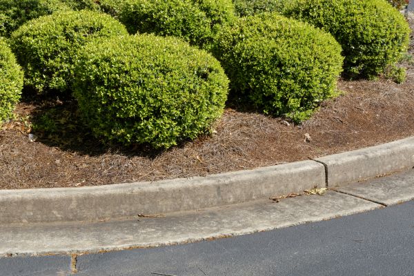 Pine Mulch Installation in Laguna Niguel