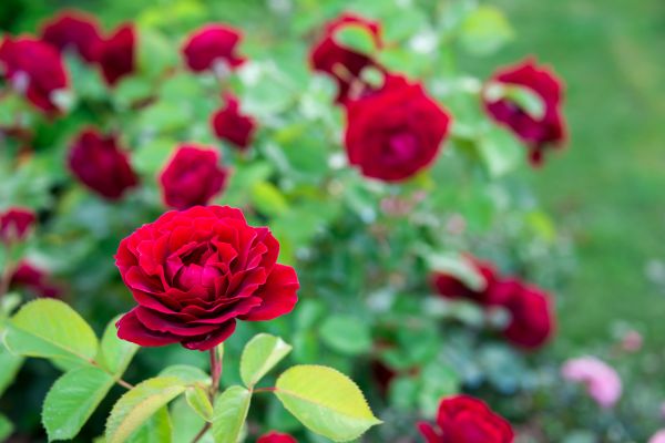 Rose Planting in Laguna Niguel