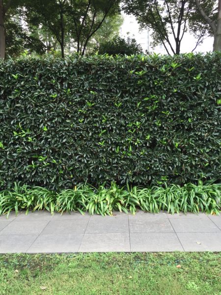 Privacy Shrub Planting in Laguna Niguel