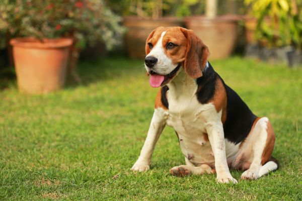 Dog Friendly Landscaping in Laguna Niguel