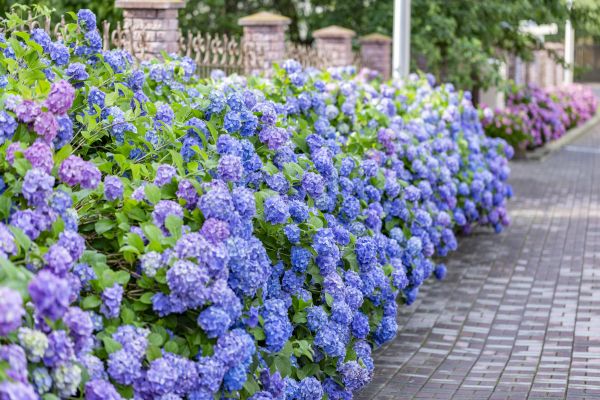 Hydrangea Landscaping in Laguna Niguel