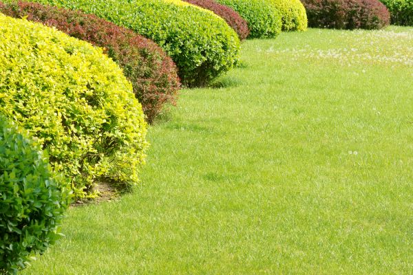 Shrubbery Planting in Laguna Niguel