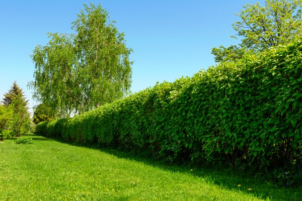 Hedge Replacement in Laguna Niguel