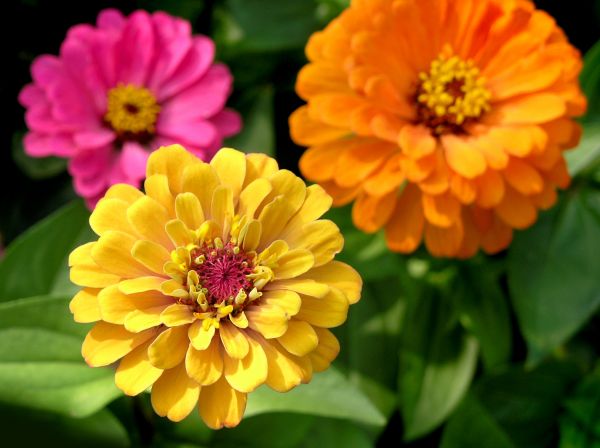 Zinnia Planting in Laguna Niguel