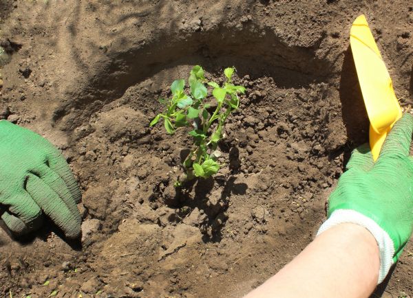 Rose Bush Planting in Laguna Niguel