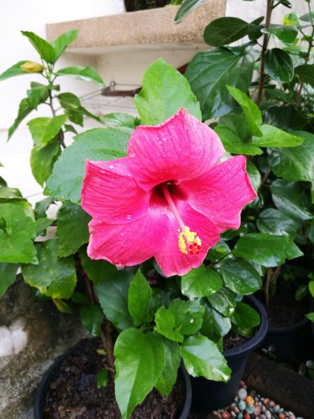 Hibiscus Planting in Laguna Niguel