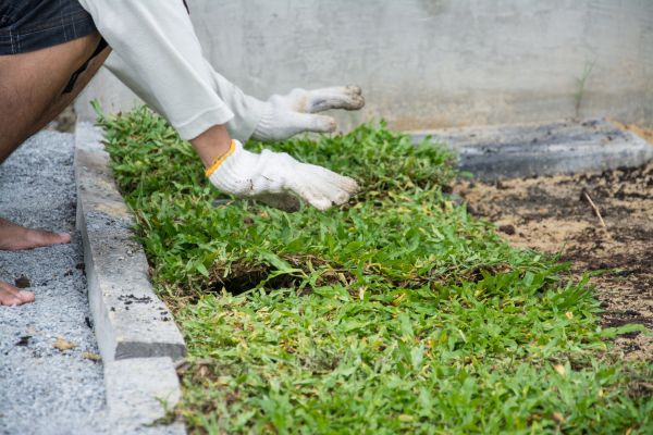 Ground Cover Planting in Laguna Niguel