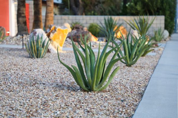 Drought Resistant Landscaping in Laguna Niguel