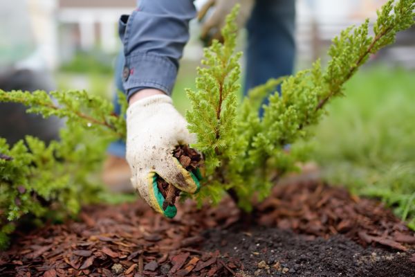 Church Mulching in Laguna Niguel