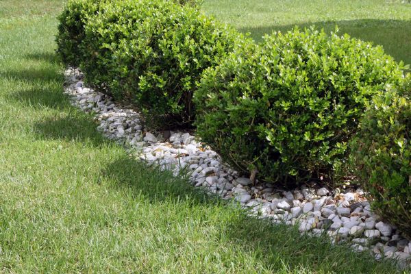 Boxwood Planting in Laguna Niguel