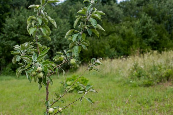 Apple Tree Planting in Laguna Niguel