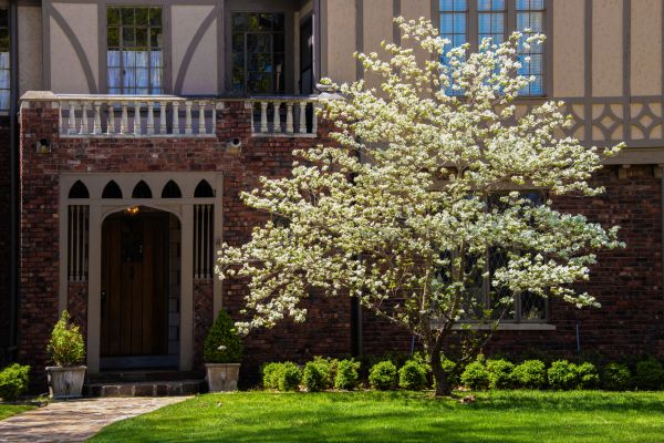Dogwood Tree Planting in Laguna Niguel