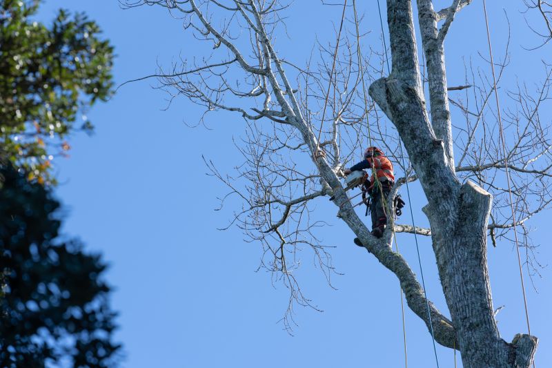 Arborist Spraying